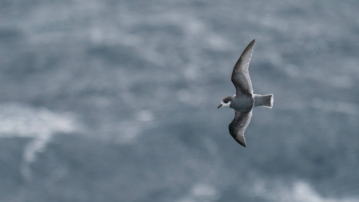 Blue Petrel - Javier Cotin