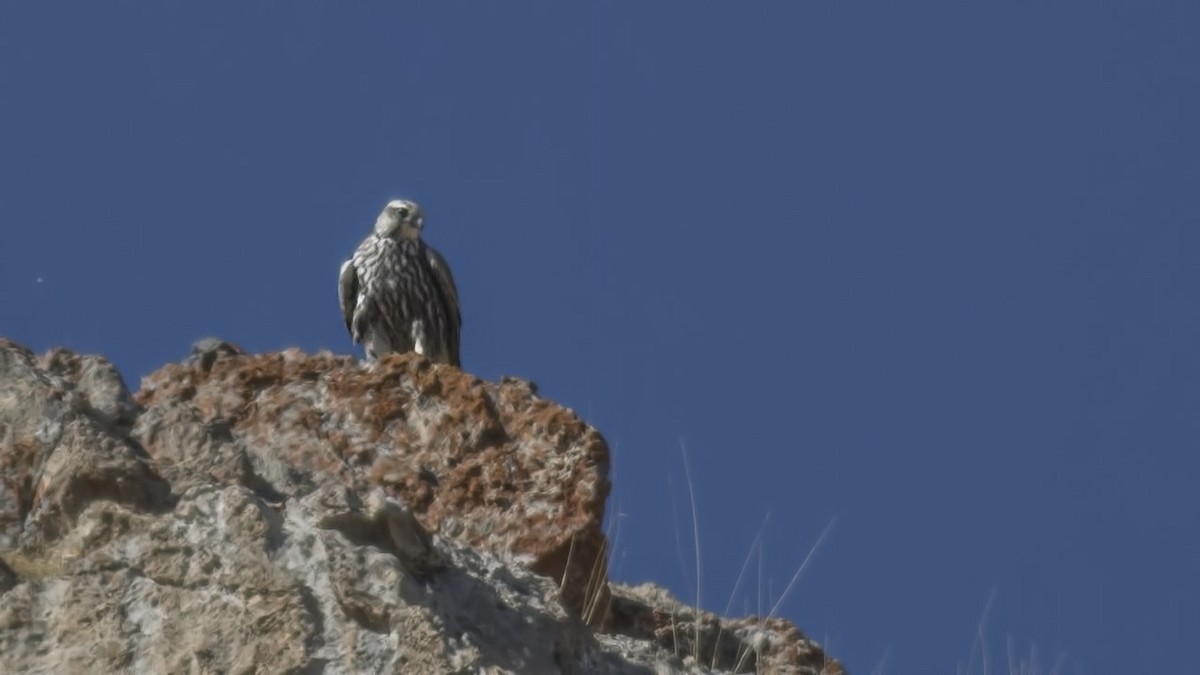 Saker Falcon - ML499717901