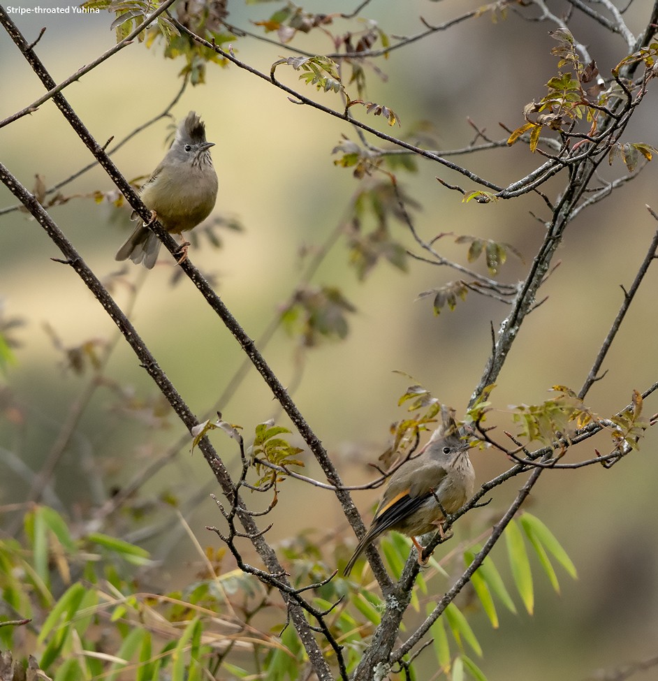 Yuhina à gorge striée - ML499717921