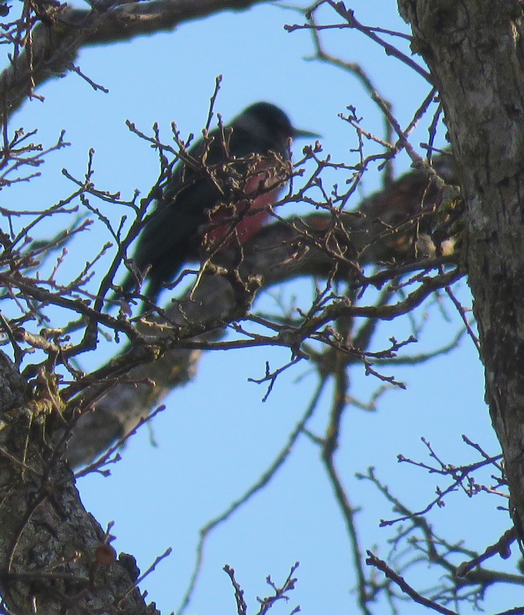 Lewis's Woodpecker - ML49971801