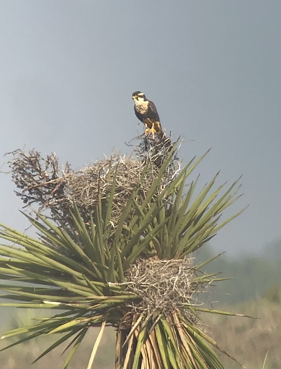 Aplomado Falcon - Rebekah Rylander