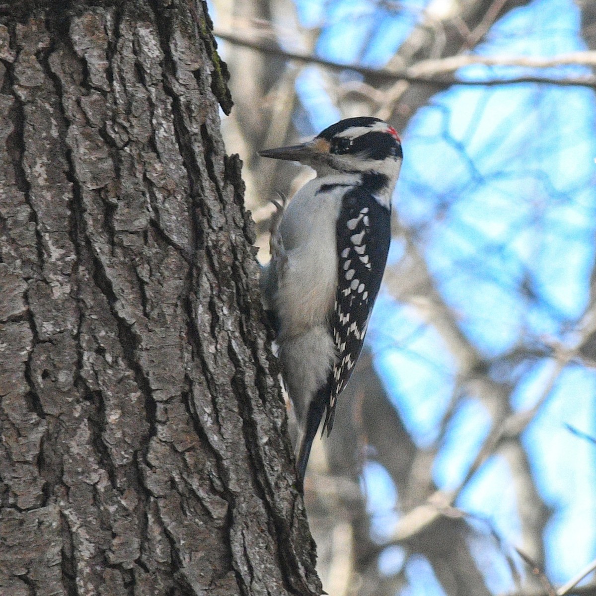 Hairy Woodpecker - ML499718281