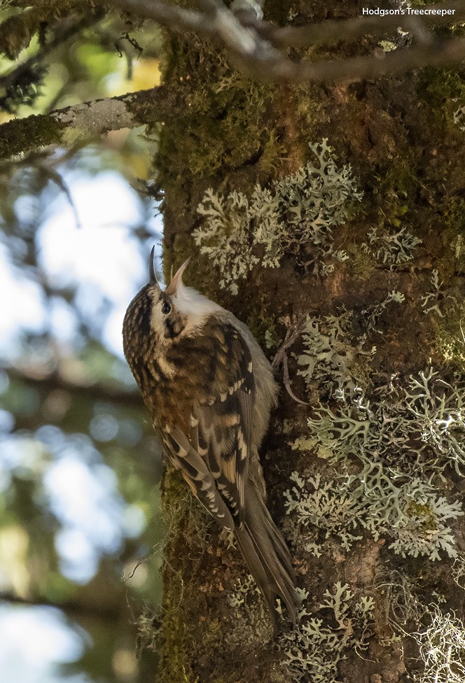 Hodgson's Treecreeper - ML499718421