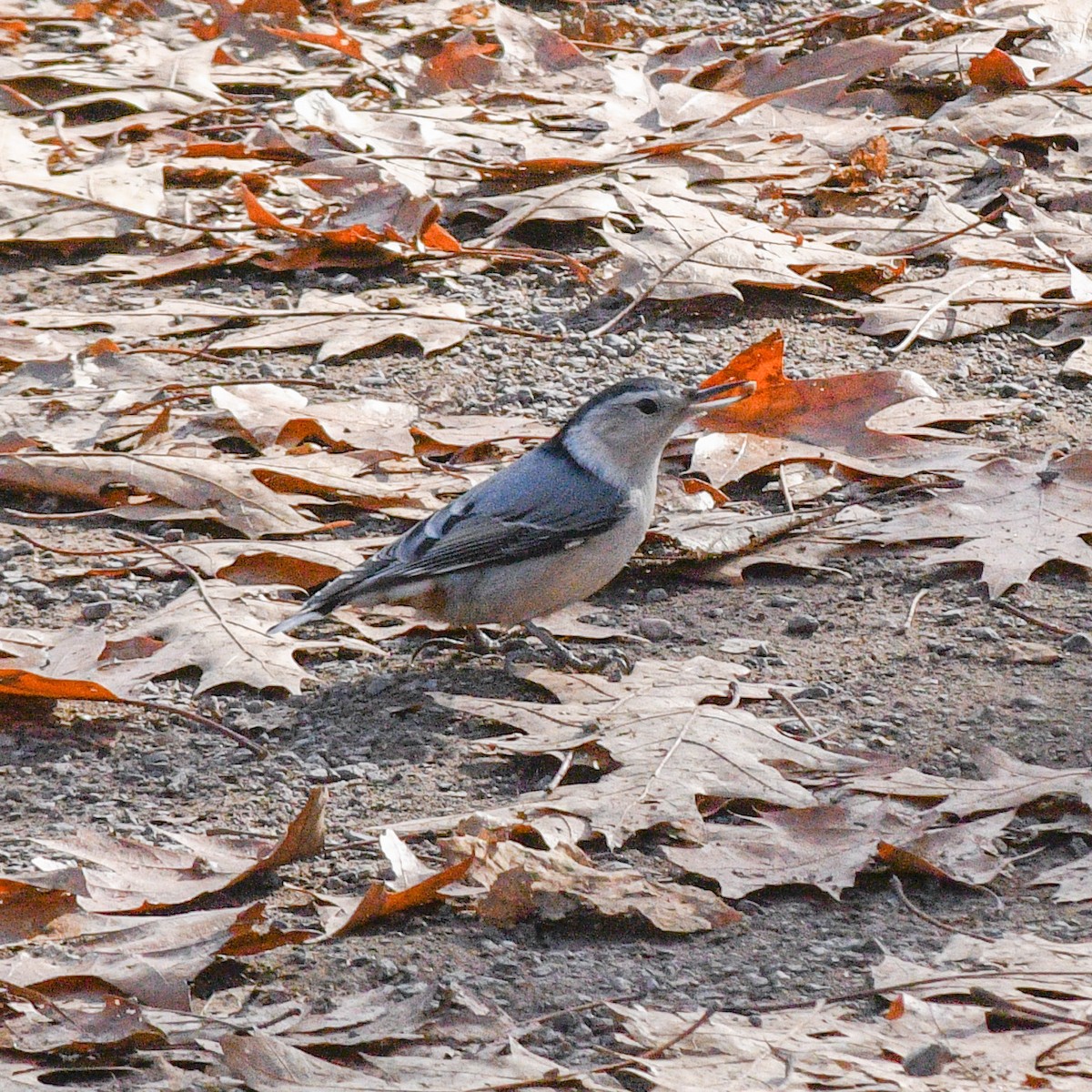 White-breasted Nuthatch - ML499718661