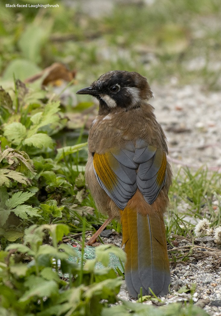 Black-faced Laughingthrush - ML499718821