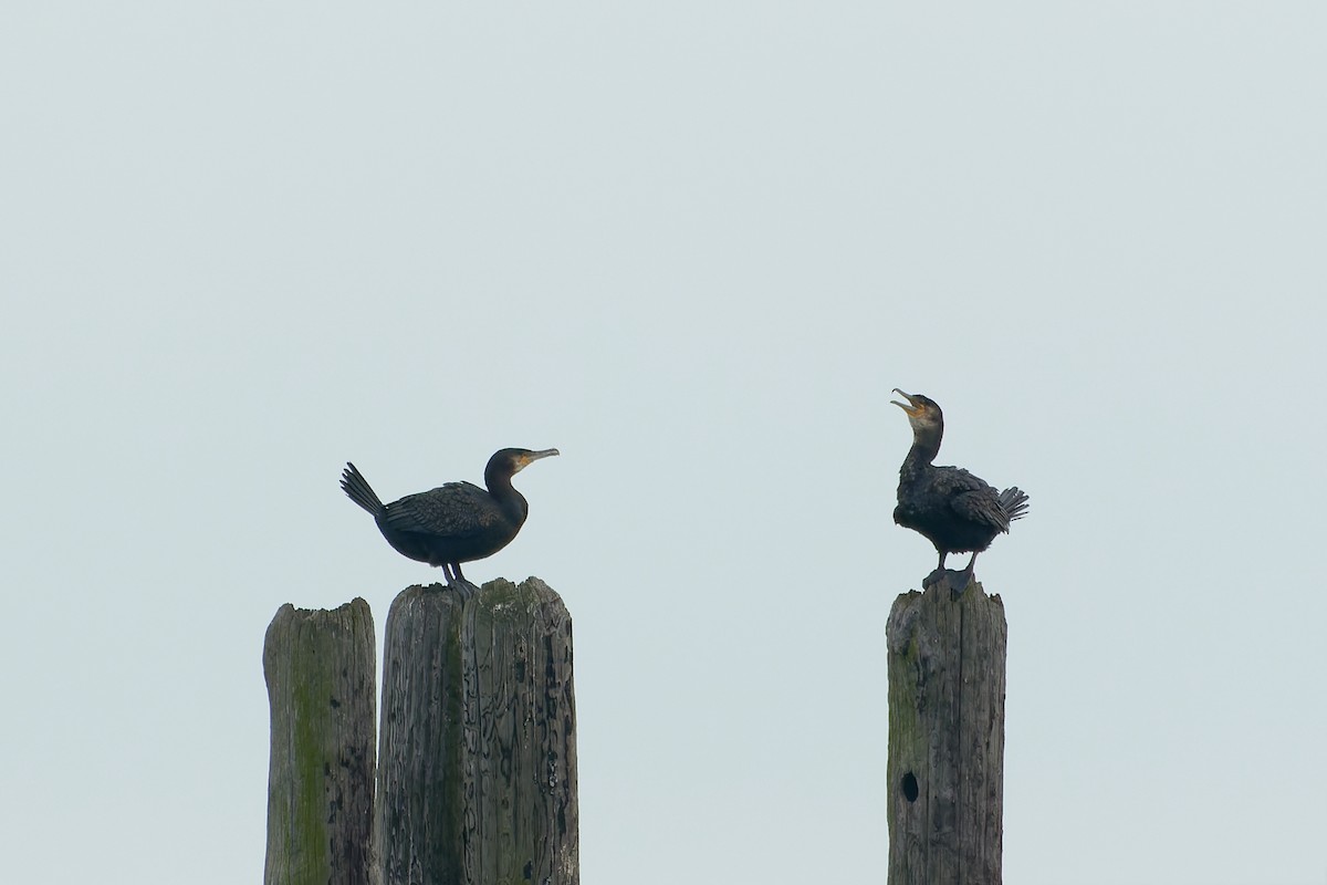 Cormorán Grande (Atlántico norte) - ML499719661