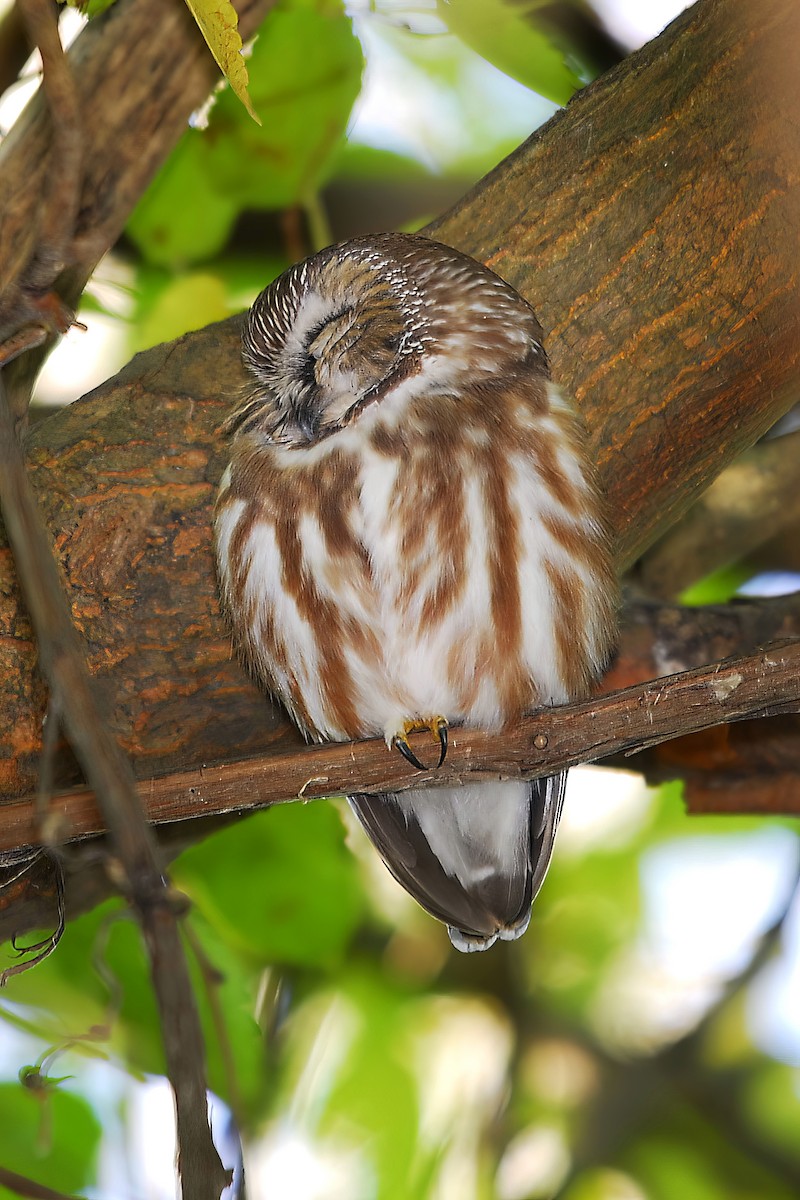 Northern Saw-whet Owl - ML499720021