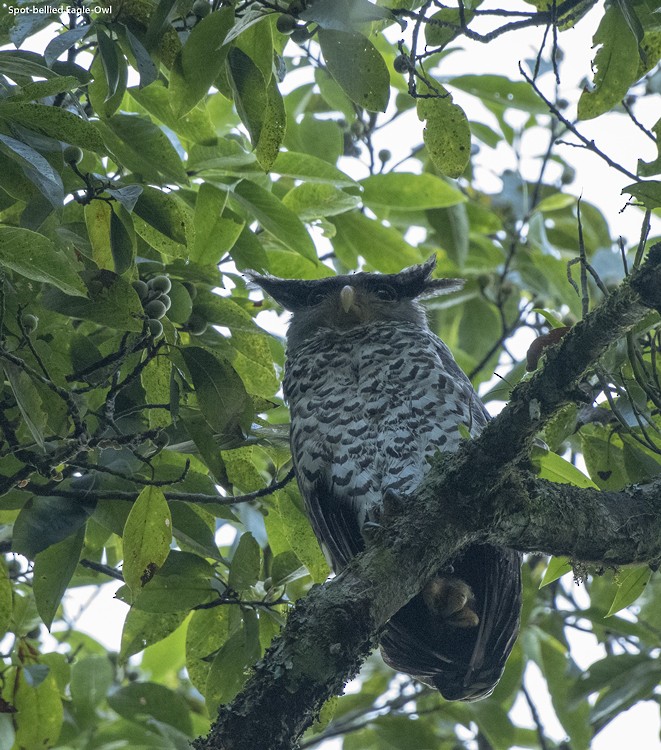 Spot-bellied Eagle-Owl - ML499720501
