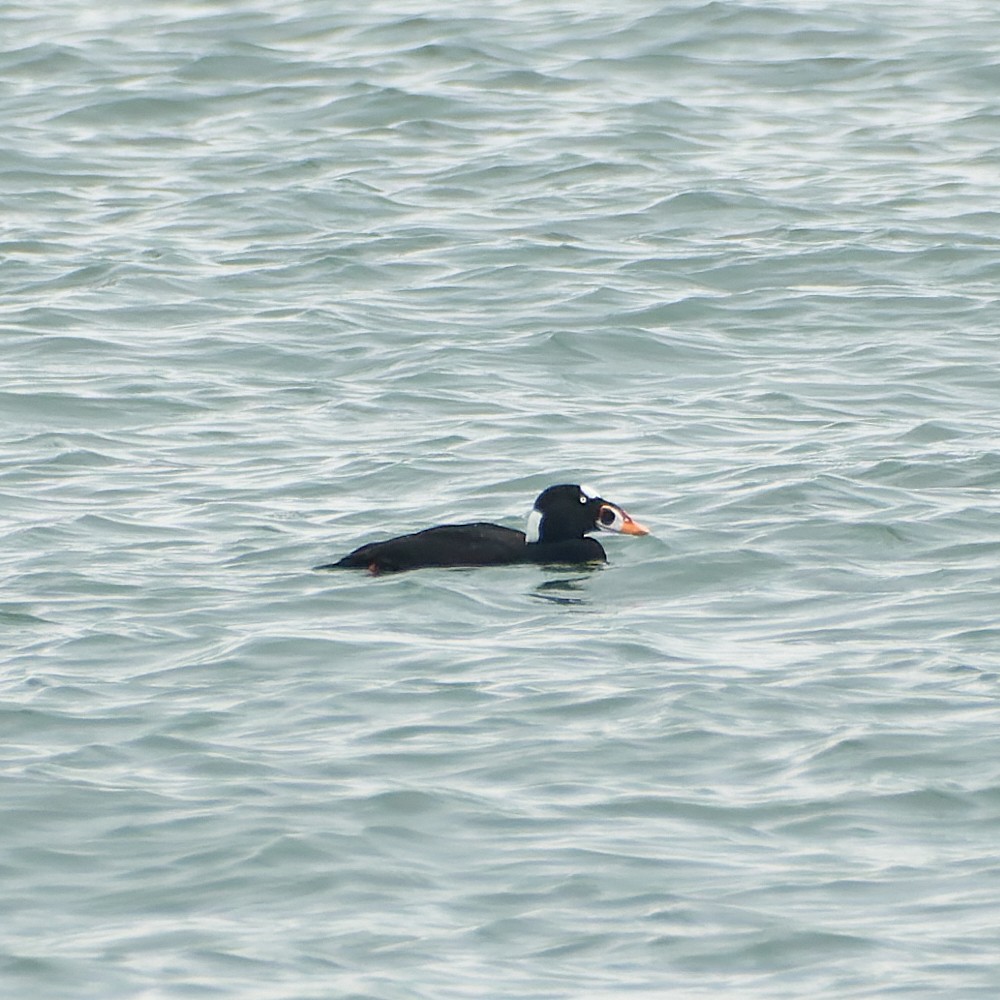 Surf Scoter - ML499721011