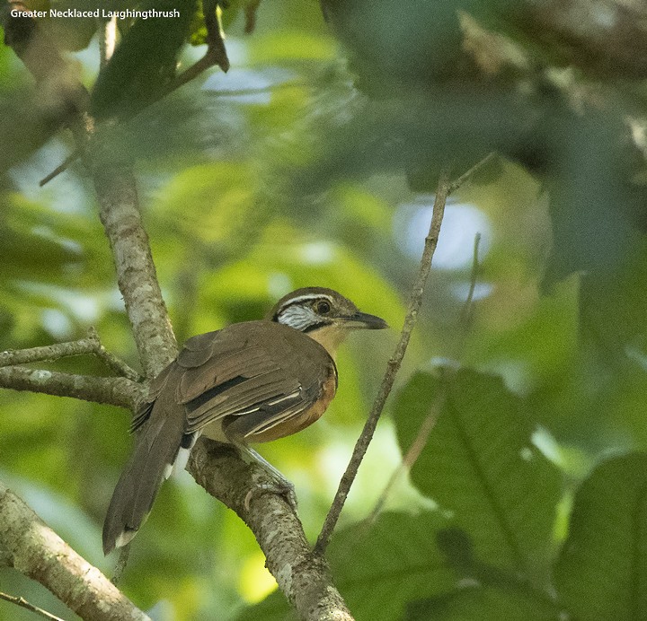 Greater Necklaced Laughingthrush - ML499721171