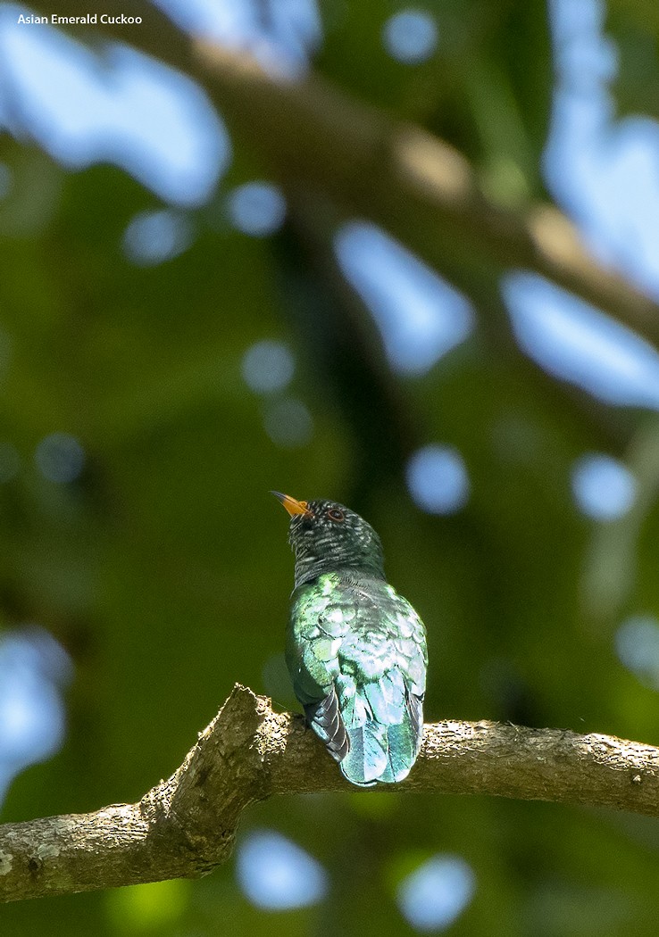 Asian Emerald Cuckoo - ML499721291