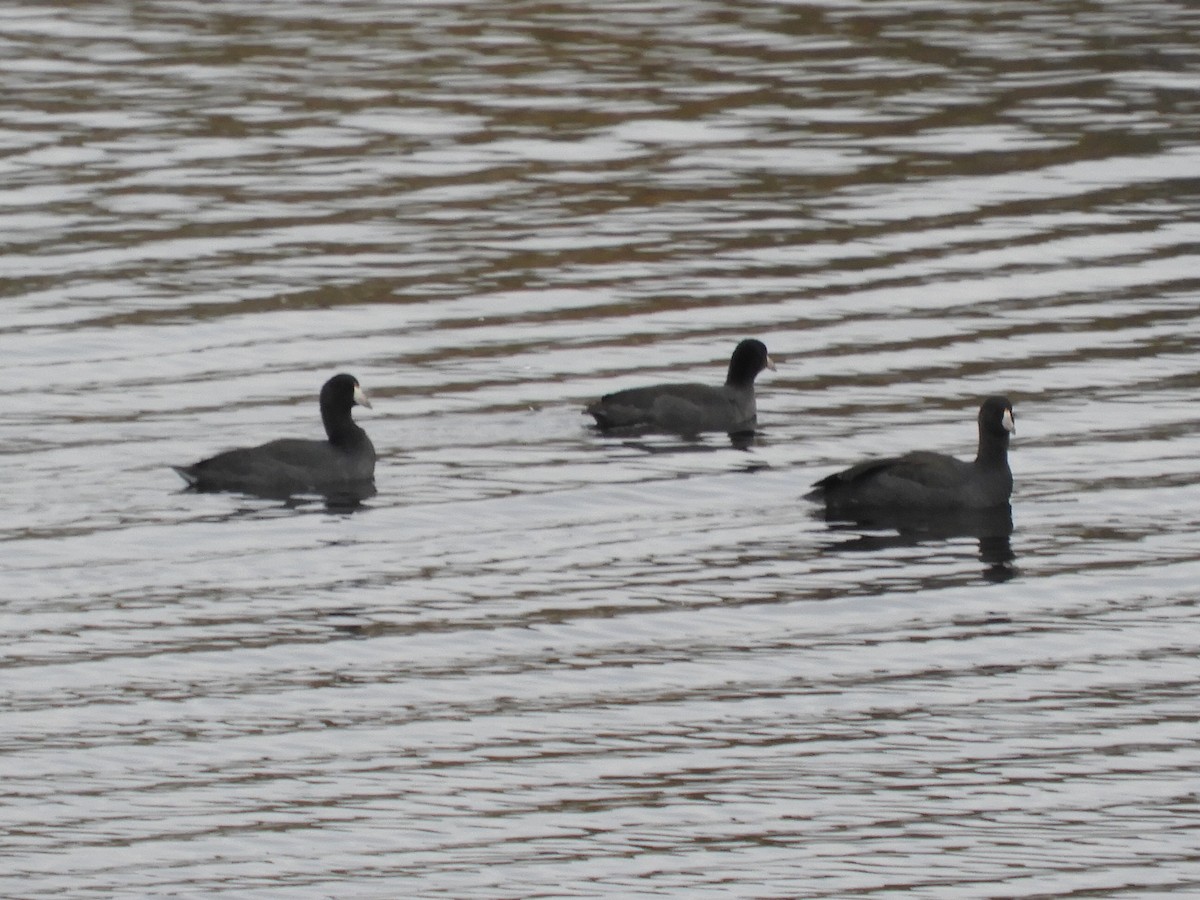 American Coot - ML499721311