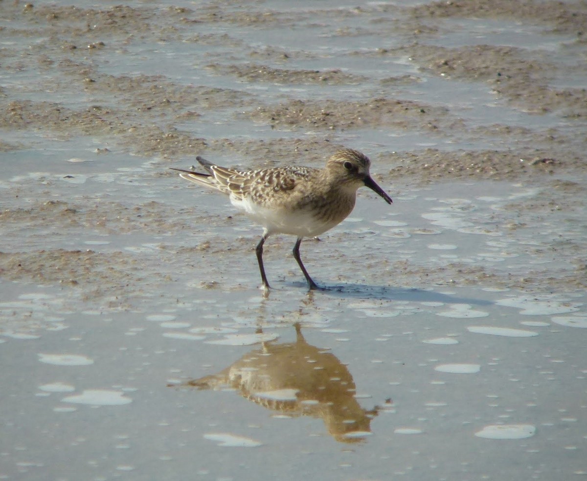 Baird's Sandpiper - ML499721551