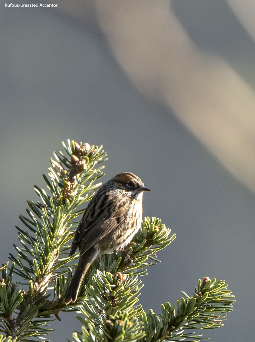 Rufous-breasted Accentor - ML499722641
