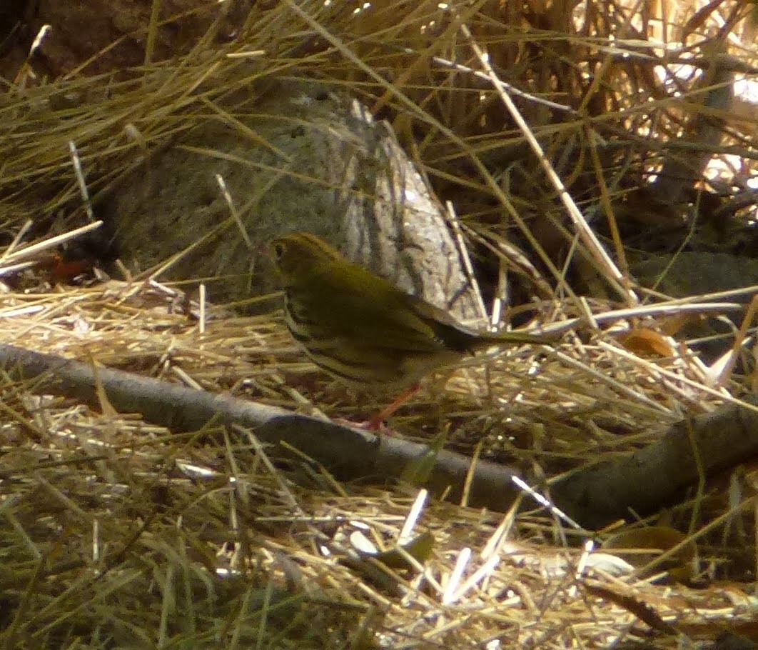 Ovenbird - Chris Howard