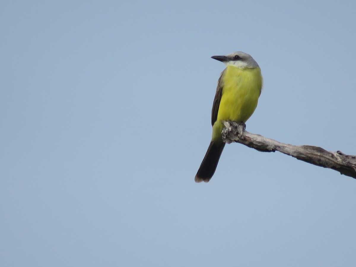 White-throated Kingbird - ML499724541