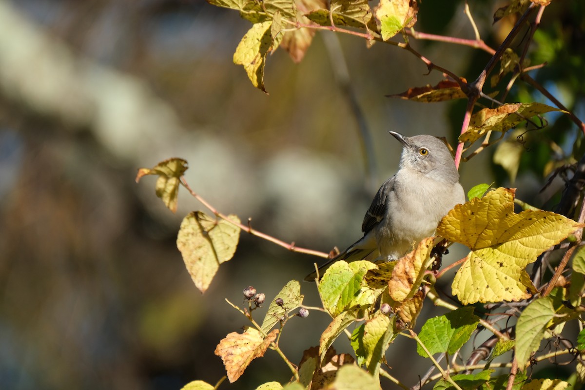 Northern Mockingbird - ML499725021