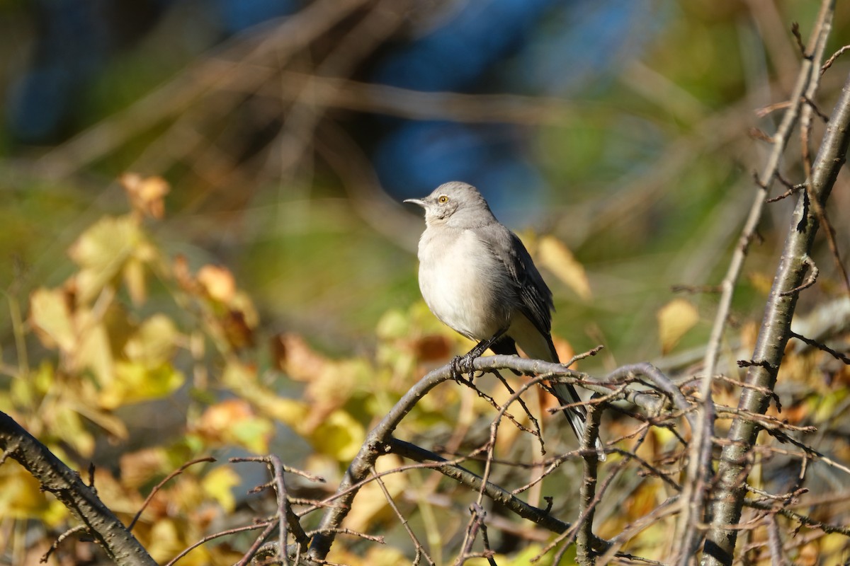 Northern Mockingbird - ML499725031