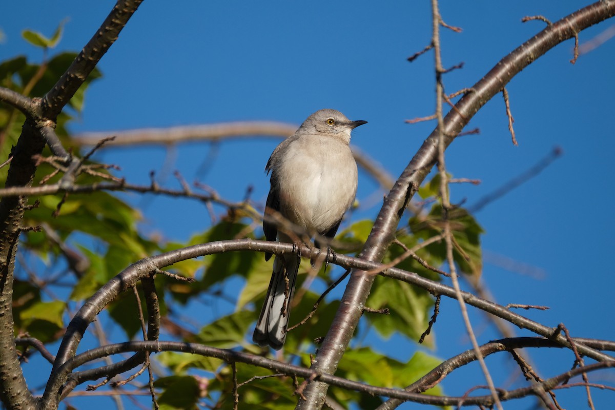 Northern Mockingbird - ML499725041