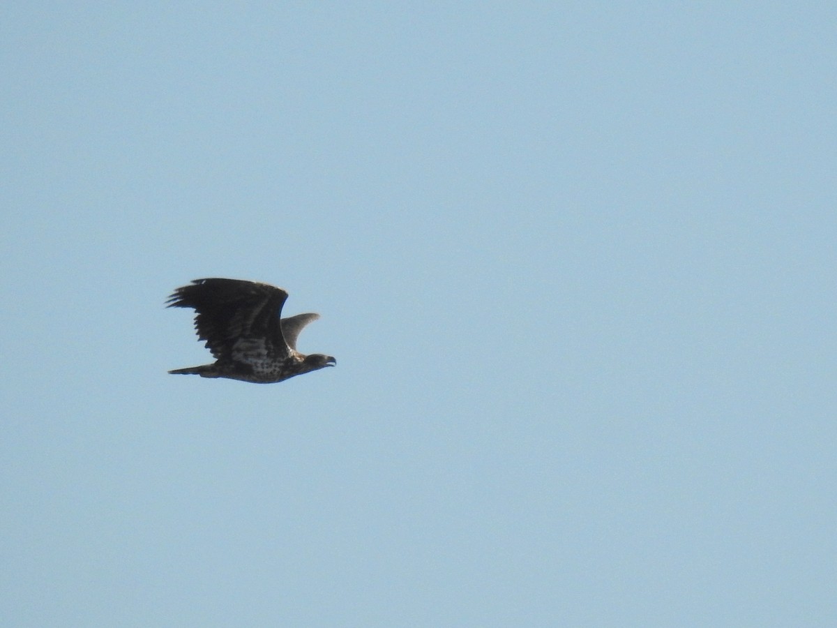 White-tailed Eagle - ML499725251