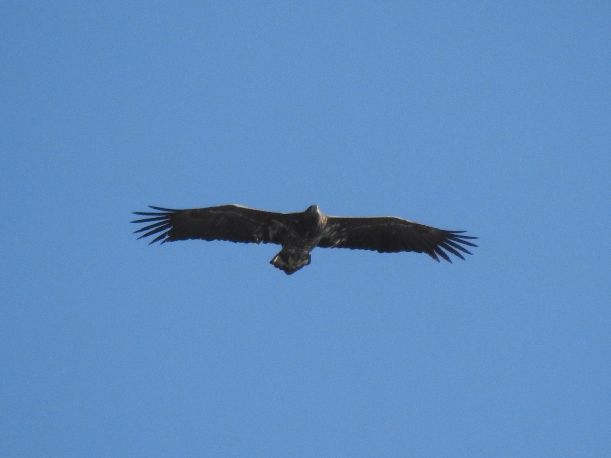 White-tailed Eagle - ML499725301