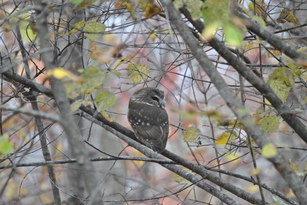 Northern Saw-whet Owl - Andrew Kapinos