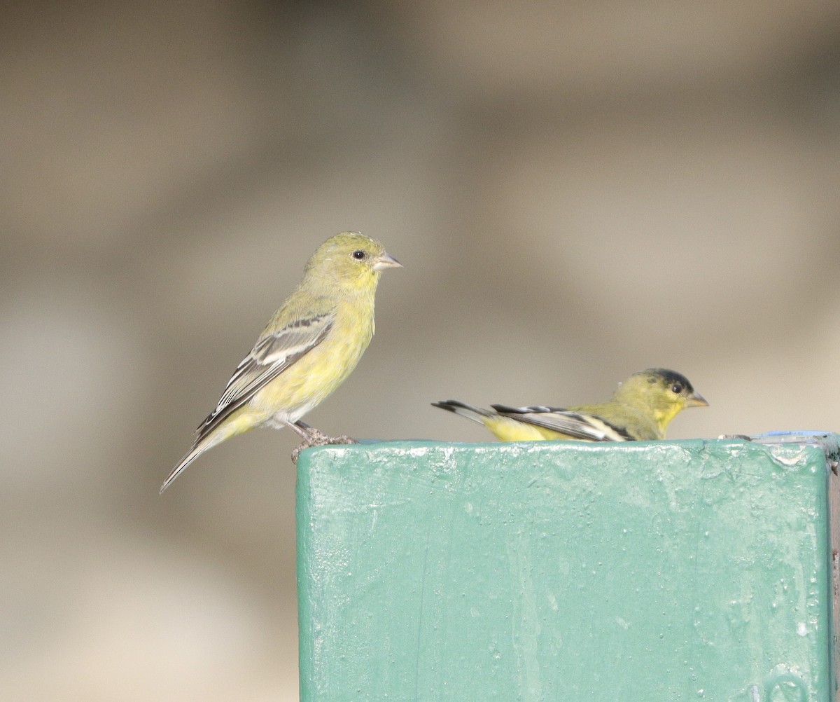 Lesser Goldfinch - ML499726771