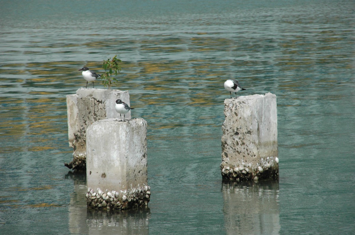 Laughing Gull - ML499728231