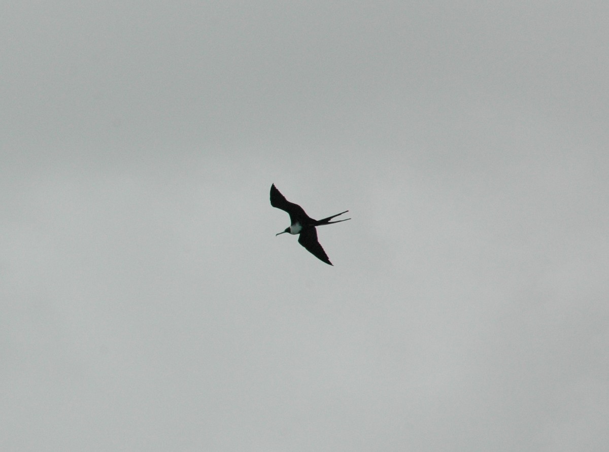 Magnificent Frigatebird - ML499728261