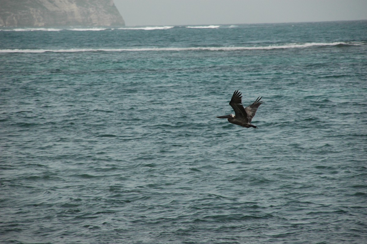 Brown Pelican - ML499728321