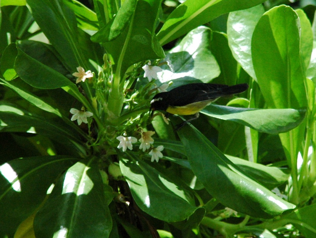 Bananaquit - ML499728421