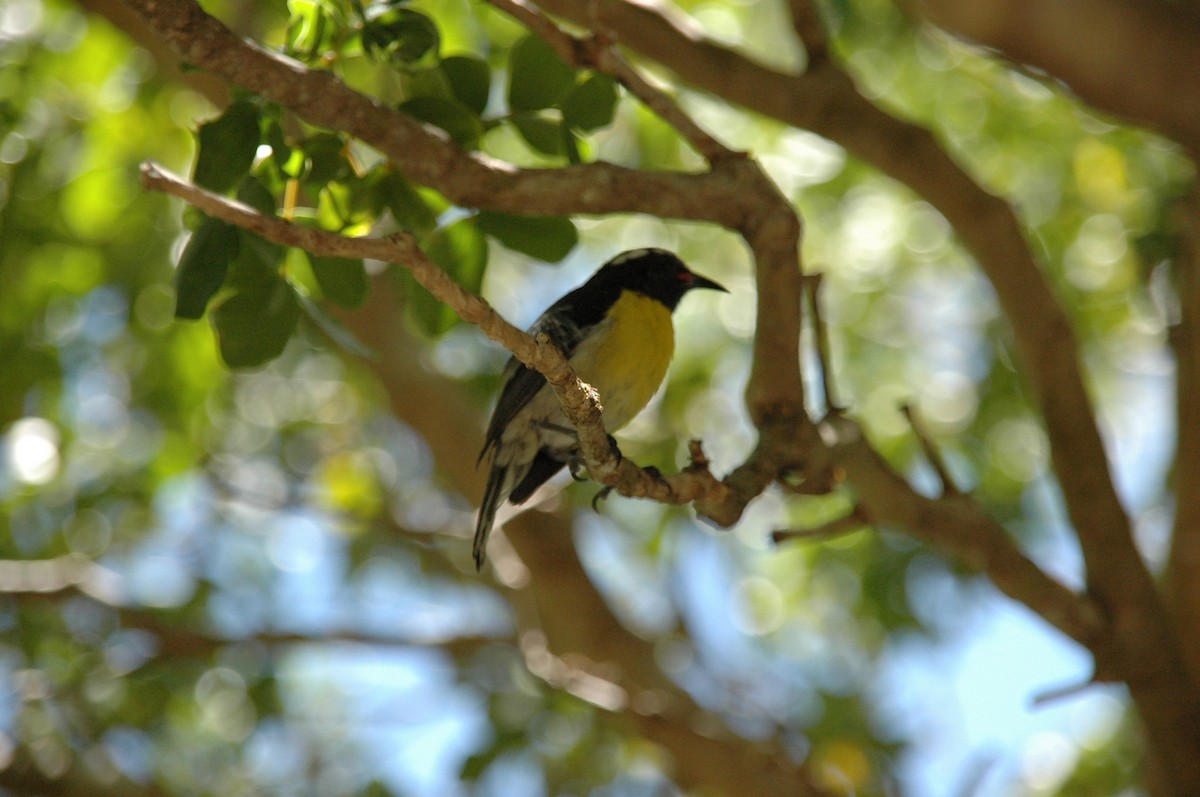 Bananaquit - ML499728431