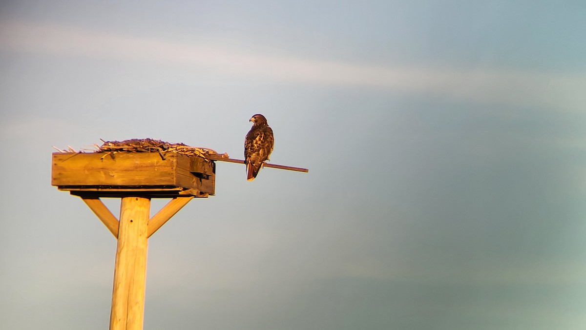 Red-tailed Hawk - ML499729181