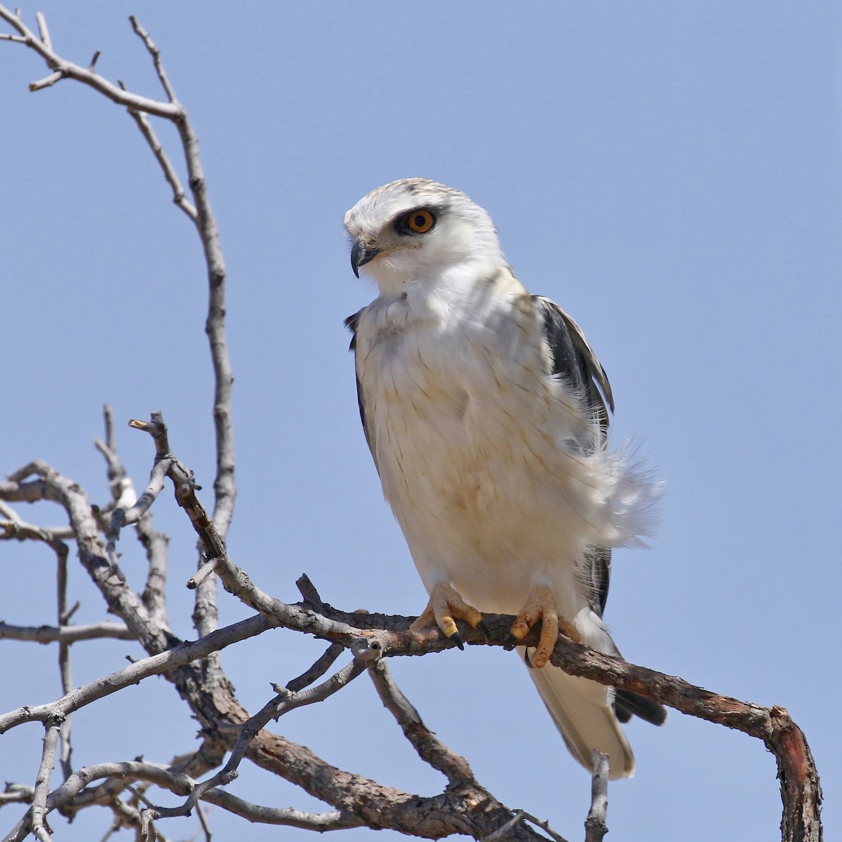 Black-winged Kite (African) - ML499730971