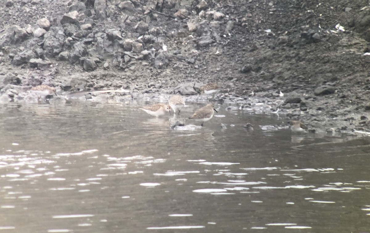 White-rumped Sandpiper - ML499731021