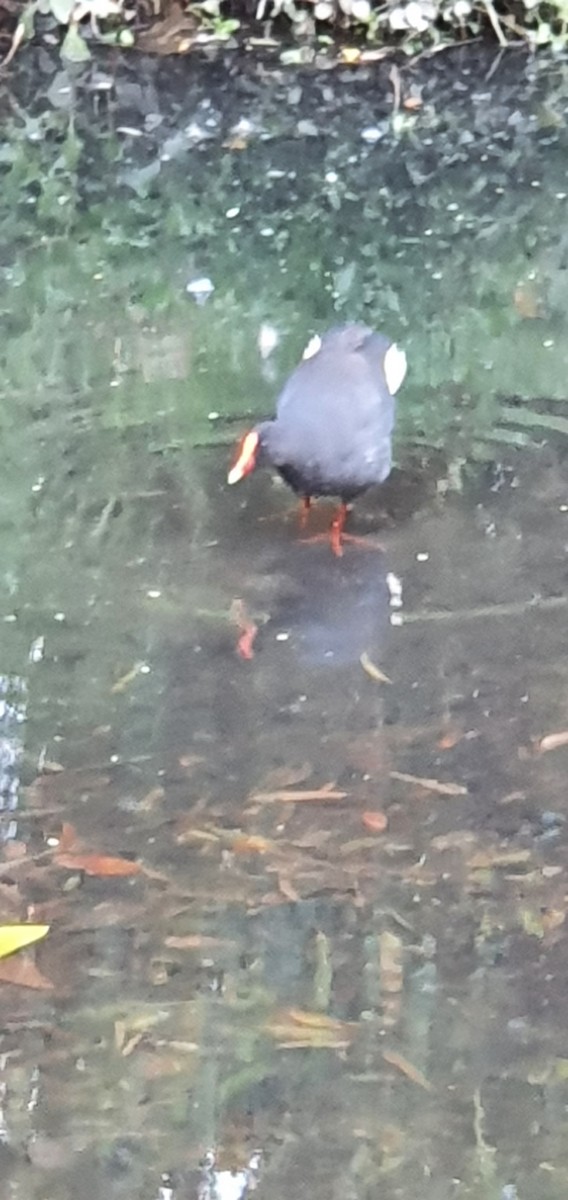 Dusky Moorhen - ML499731301