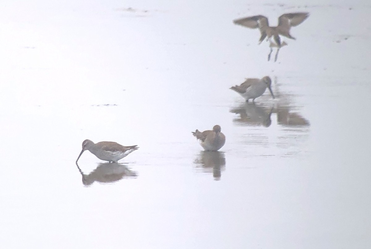 Stilt Sandpiper - ML499733021