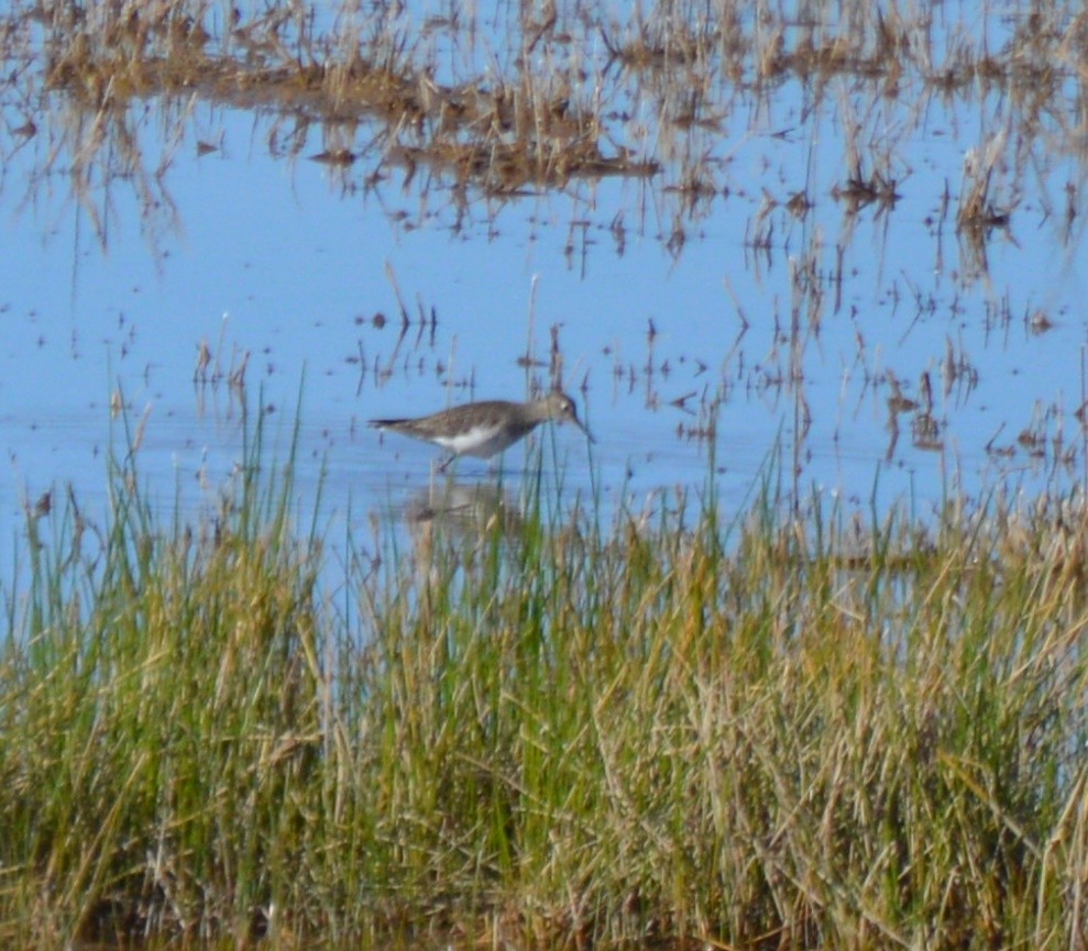 Solitary Sandpiper - ML49973321