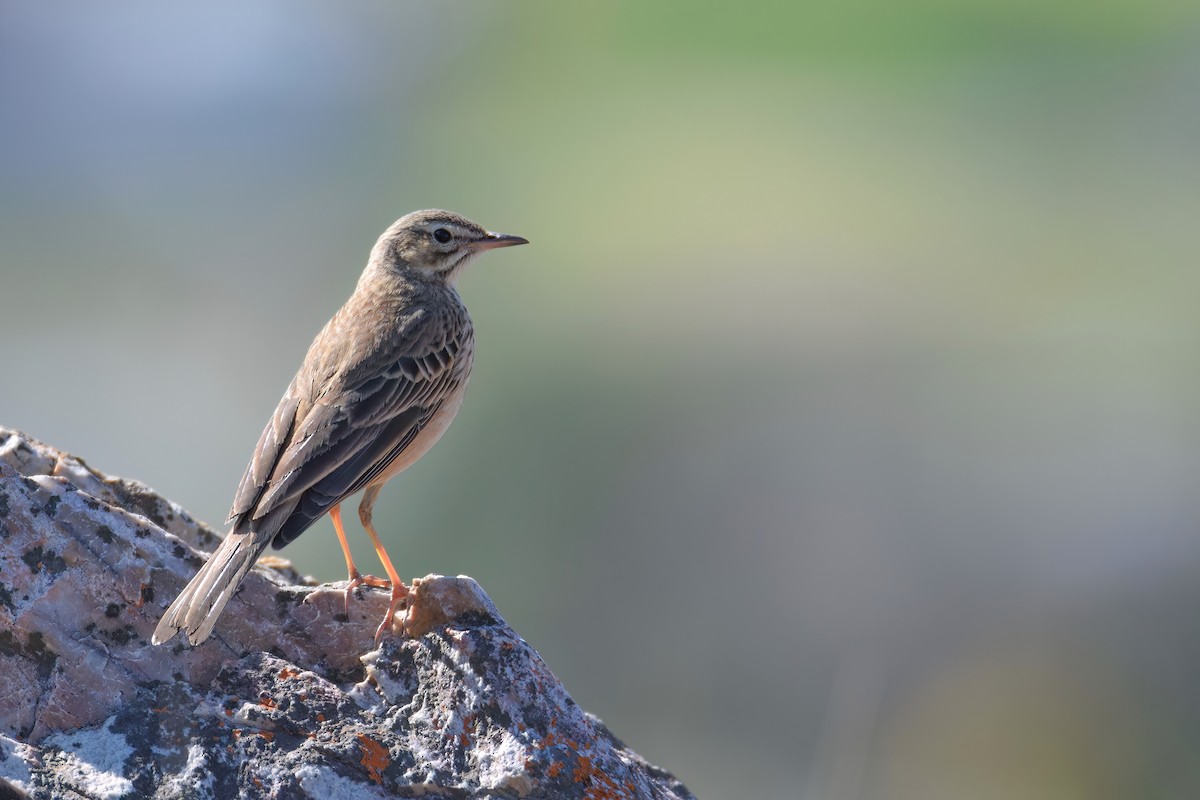 Plain-backed Pipit - ML499733331