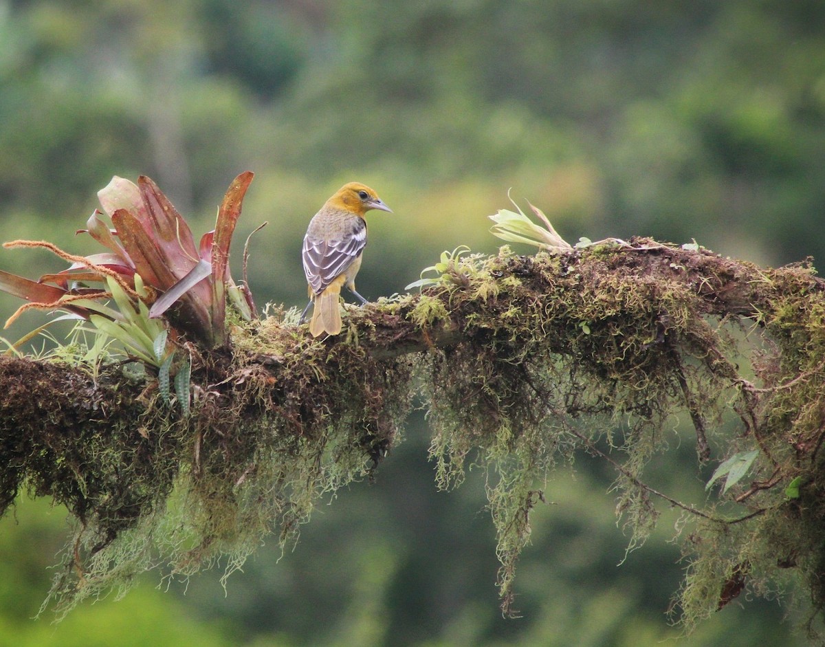 Baltimore Oriole - ML499733911