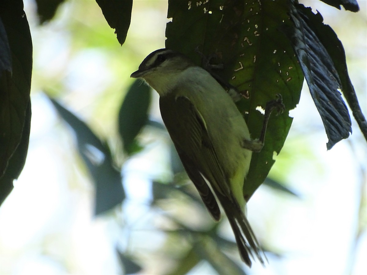 Vireo Chiví - ML499733931