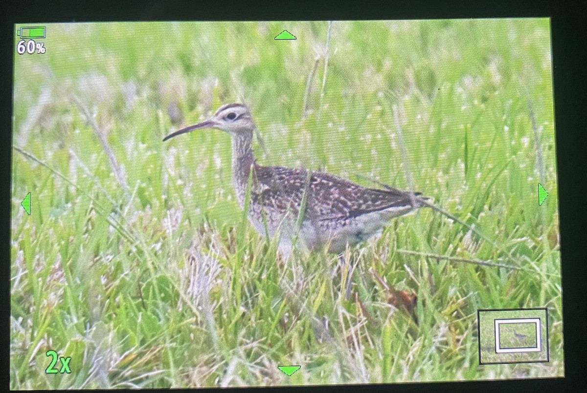 Little Curlew - ML499734101