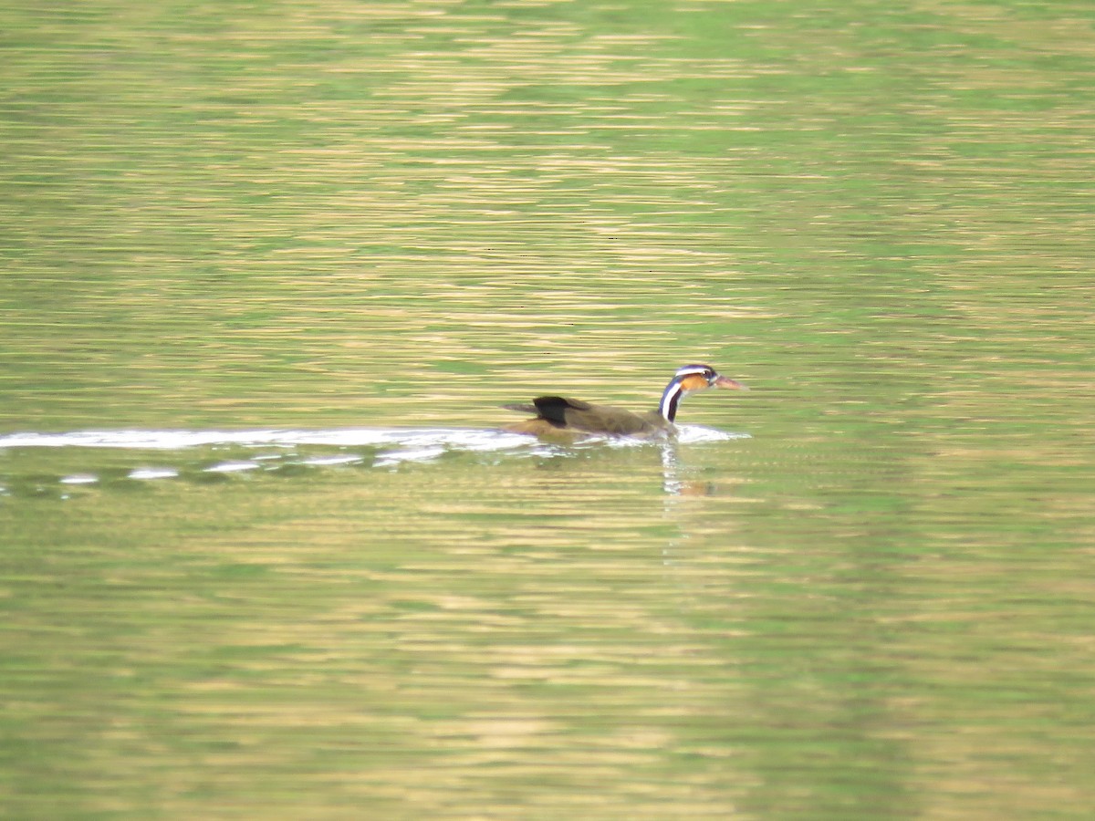 Sungrebe - ML499734731