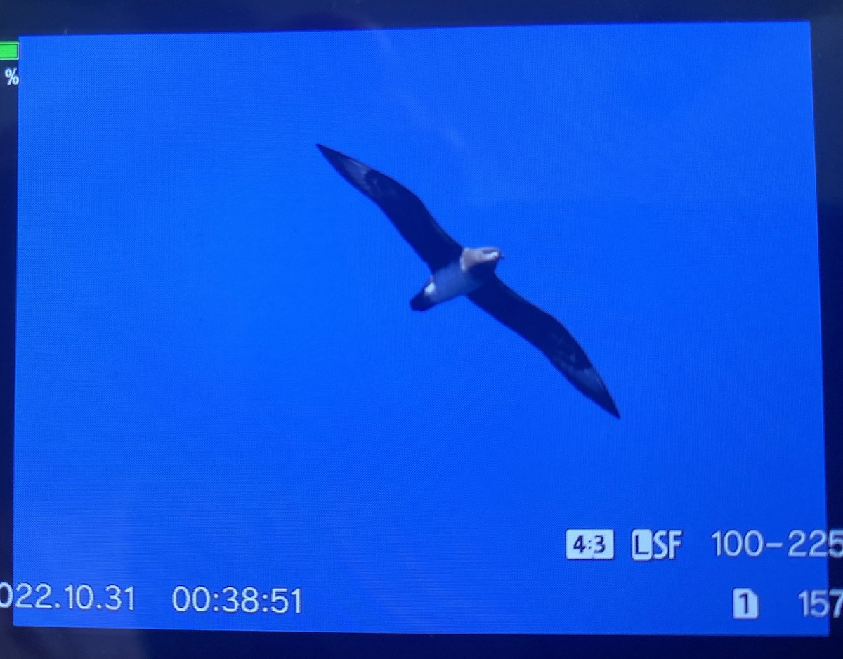 Petrel de las Kermadec - ML499734791