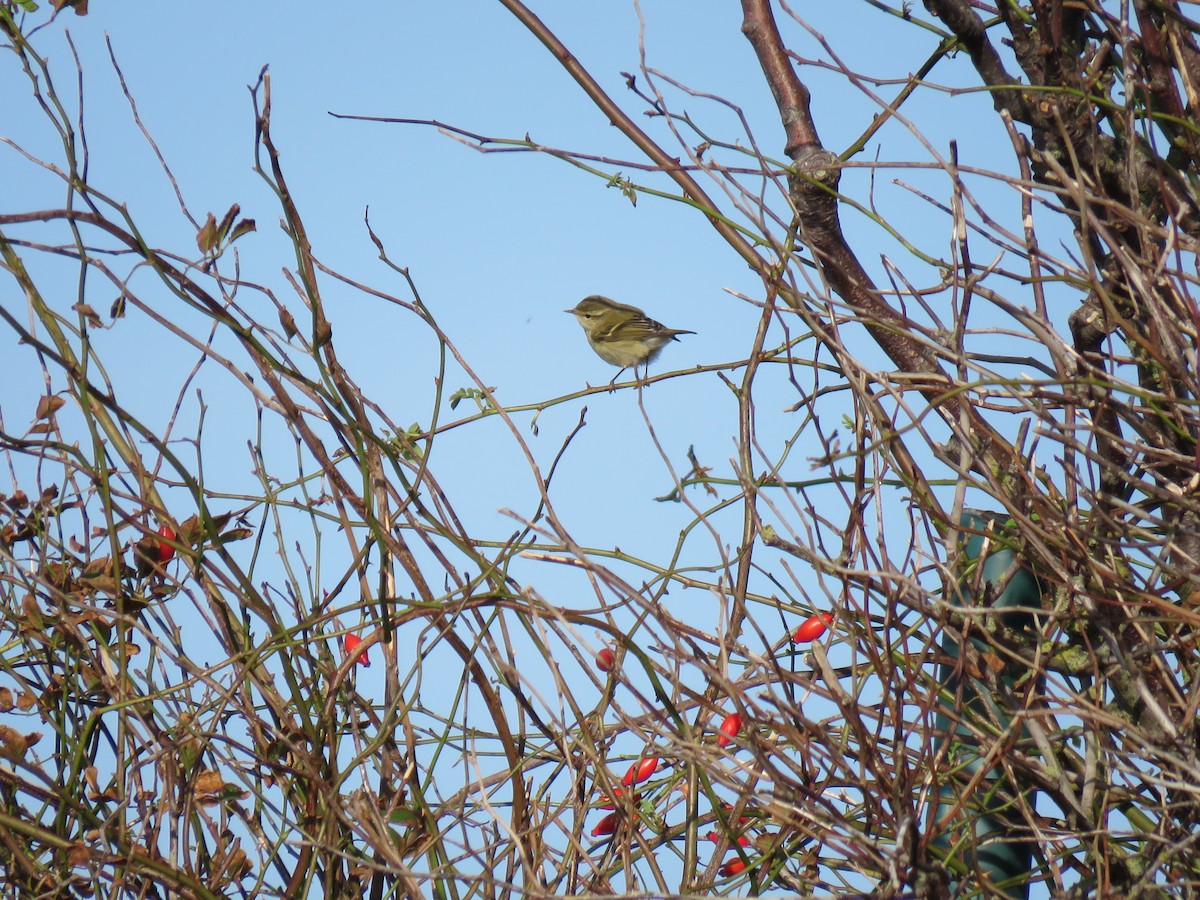 Hume's Warbler - Frederik Bexter