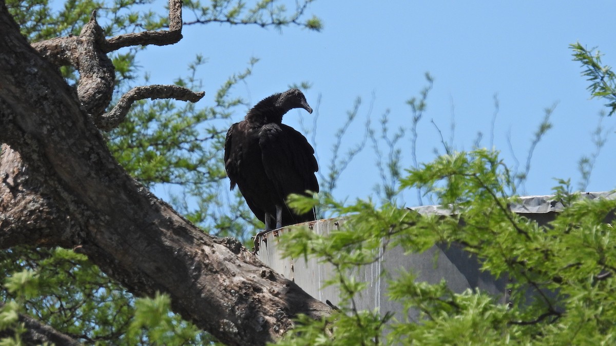 Black Vulture - ML499740831
