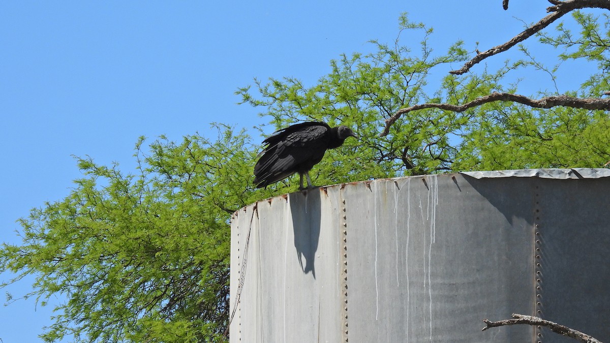 Black Vulture - ML499740841