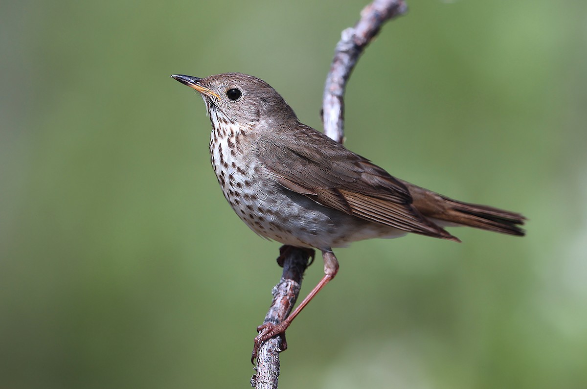 Gray-cheeked Thrush - AUDEVARD Aurélien