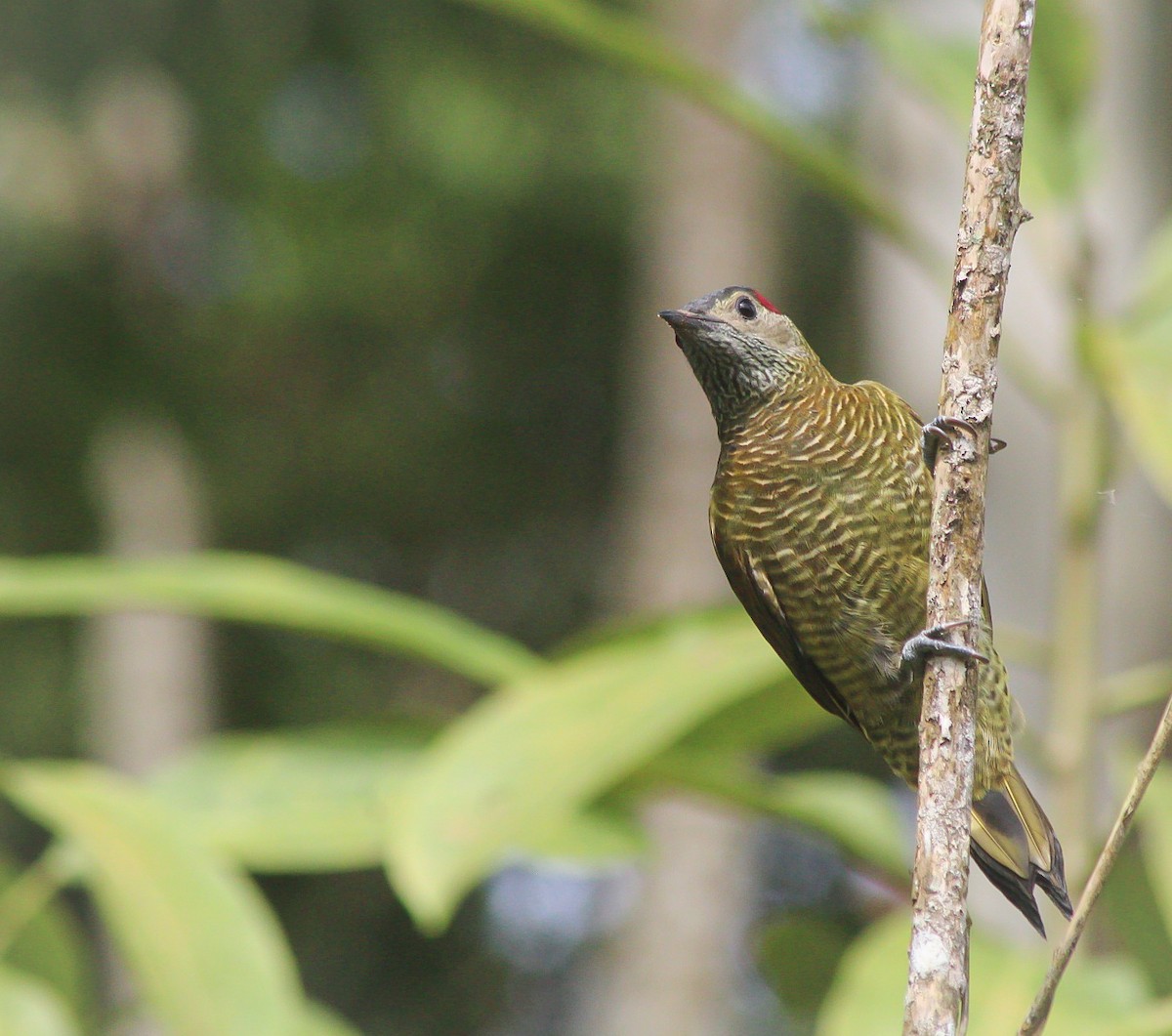 Golden-olive Woodpecker - Jose Sanchez