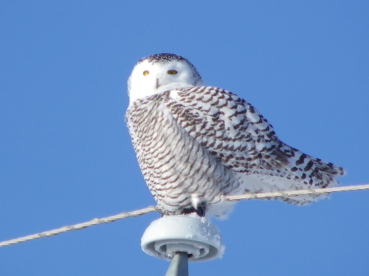 Snowy Owl - ML499743971